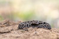 Adder